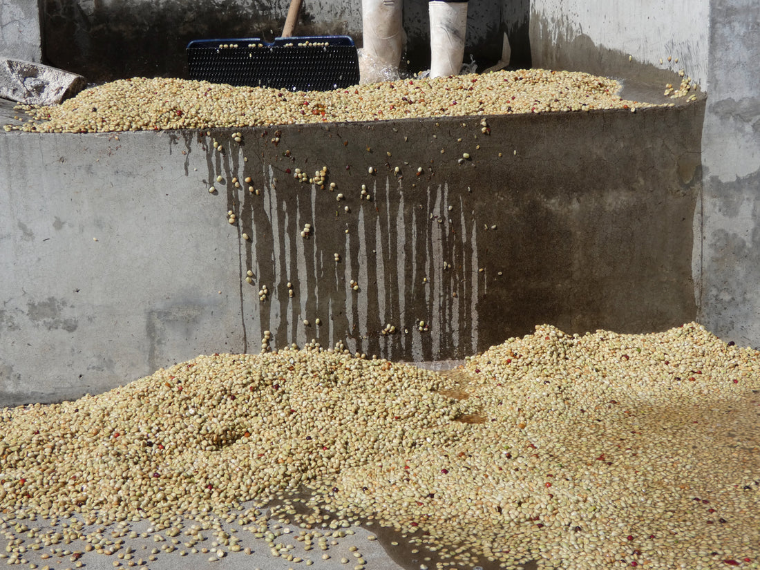 What “Natural” vs. “Washed” Coffee Processing Really Means