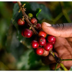 Coffee cherry branch with red berries held in a person’s hand