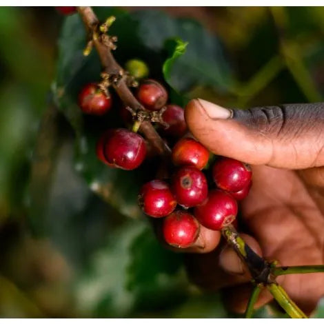 Coffee cherry branch with red berries held in a person’s hand