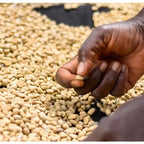 Hand sorting light-roasted coffee beans spread on a drying surface