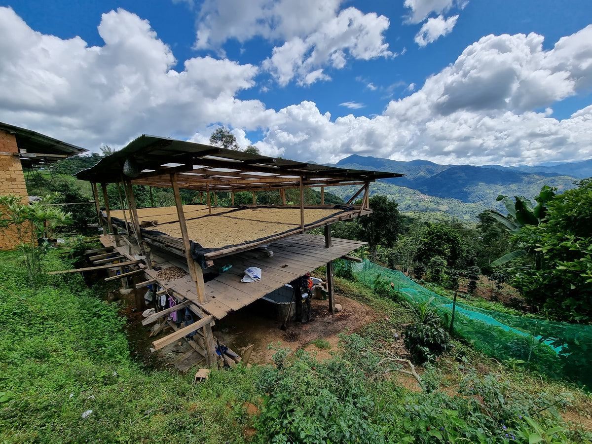 Coffee drying racks with surrounding greenery and distant mountains