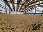 Coffee beans drying on raised racks inside a covered shed