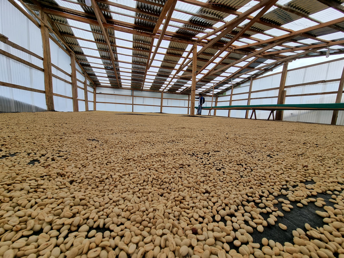 Coffee beans drying on raised racks inside a covered shed