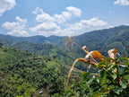 Coffee plant in a mountainous plantation, lush green leaves