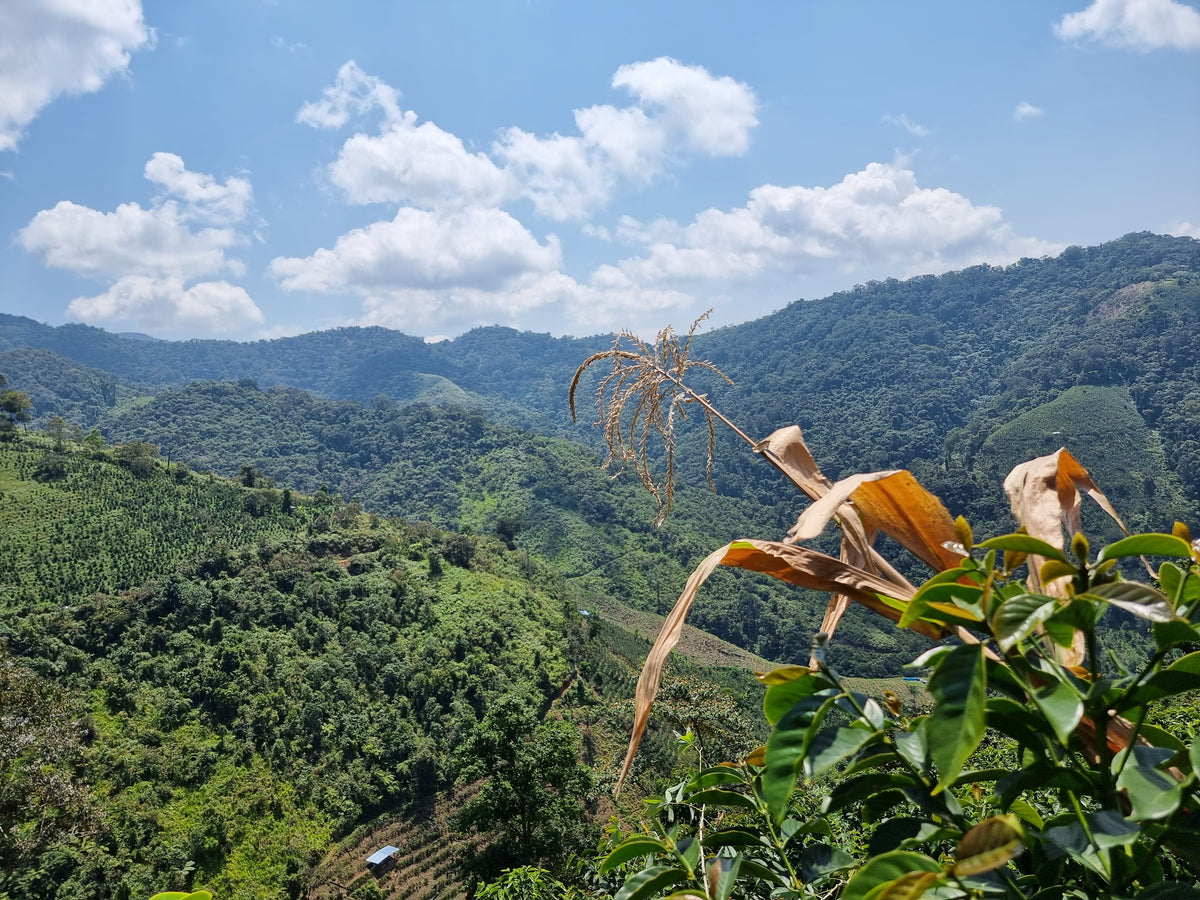 Coffee plant in a mountainous plantation, lush green leaves