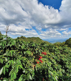 Amatillo Bioreactor coffee plant with red berries and green leaves