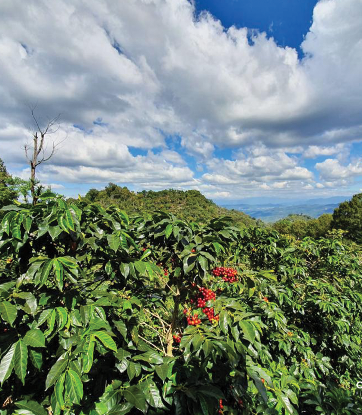 Amatillo Bioreactor coffee plant with red berries and green leaves