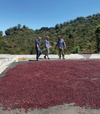 Amatillo Bioreactor coffee drying yard with workers and bean-covered beds