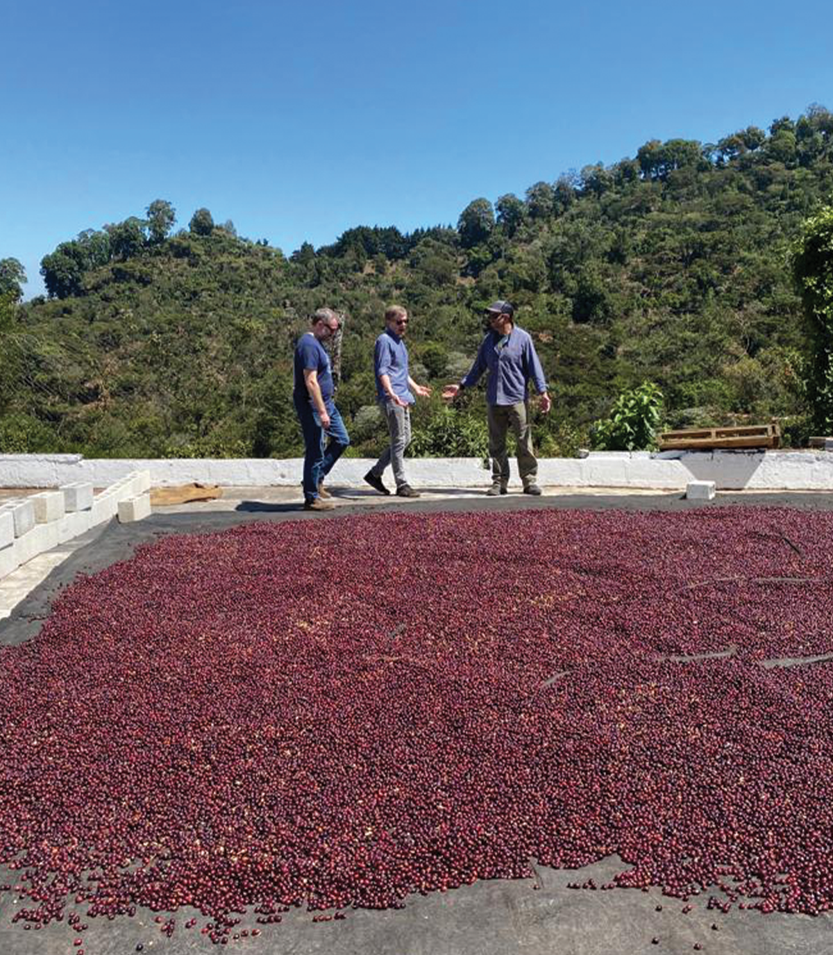 Amatillo Bioreactor coffee drying yard with workers and bean-covered beds