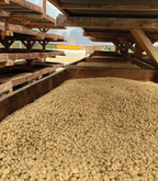 Amatillo Bioreactor coffee beans drying on raised wooden racks