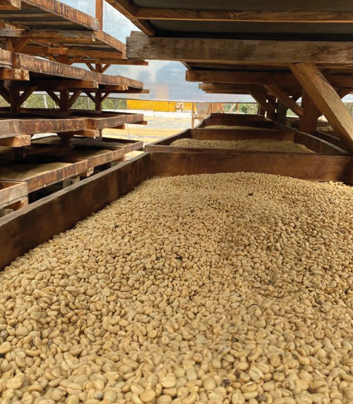 Amatillo Bioreactor coffee beans drying on raised wooden racks