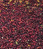 Amatillo Bioreactor coffee cherries on a dense pile