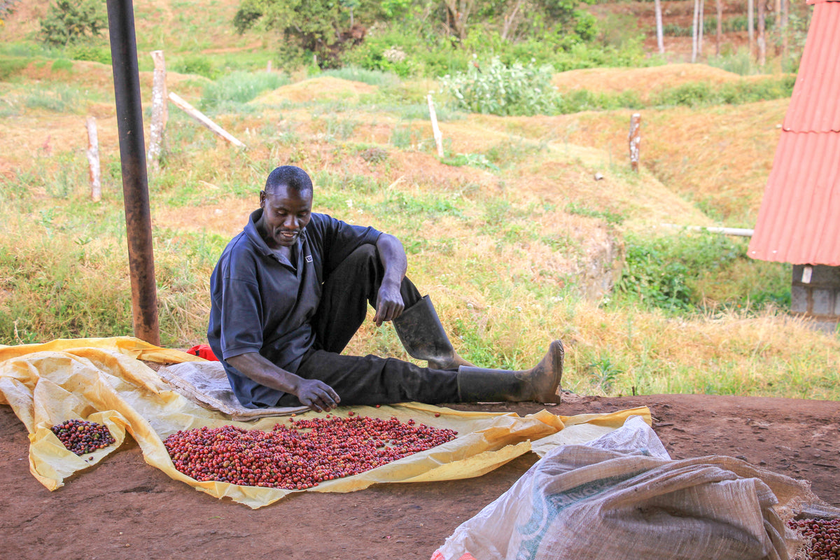 Coffee sorting scene: worker handling red coffee beans on a drying tarp.
