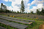 Coffee drying beds with long rows of trays, outdoors on a farm.