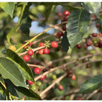 Coffee plant branches with red berries and green leaves