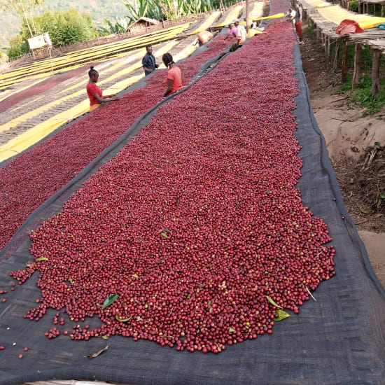 Sun-dried coffee cherries spread on black fabric drying mats in rows