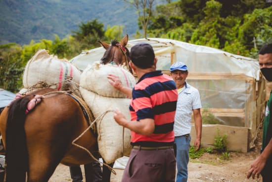 People handling burlap sacks on a farm with a horse nearby