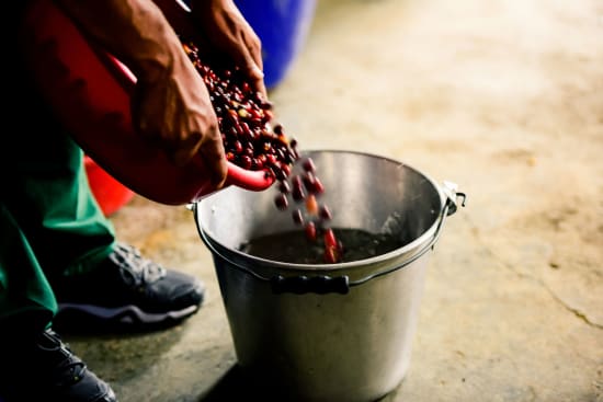 Hands pouring coffee beans into a large metal roasting pot
