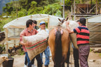 Farm workers carrying large burlap coffee sacks with horses in a yard