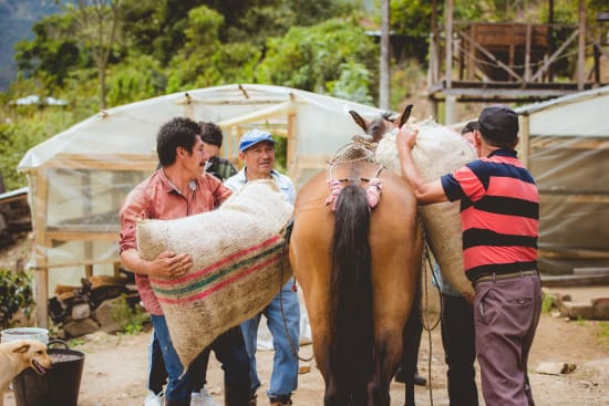 Farm workers carrying large burlap coffee sacks with horses in a yard