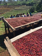 Rows of coffee cherries drying on raised wooden platforms