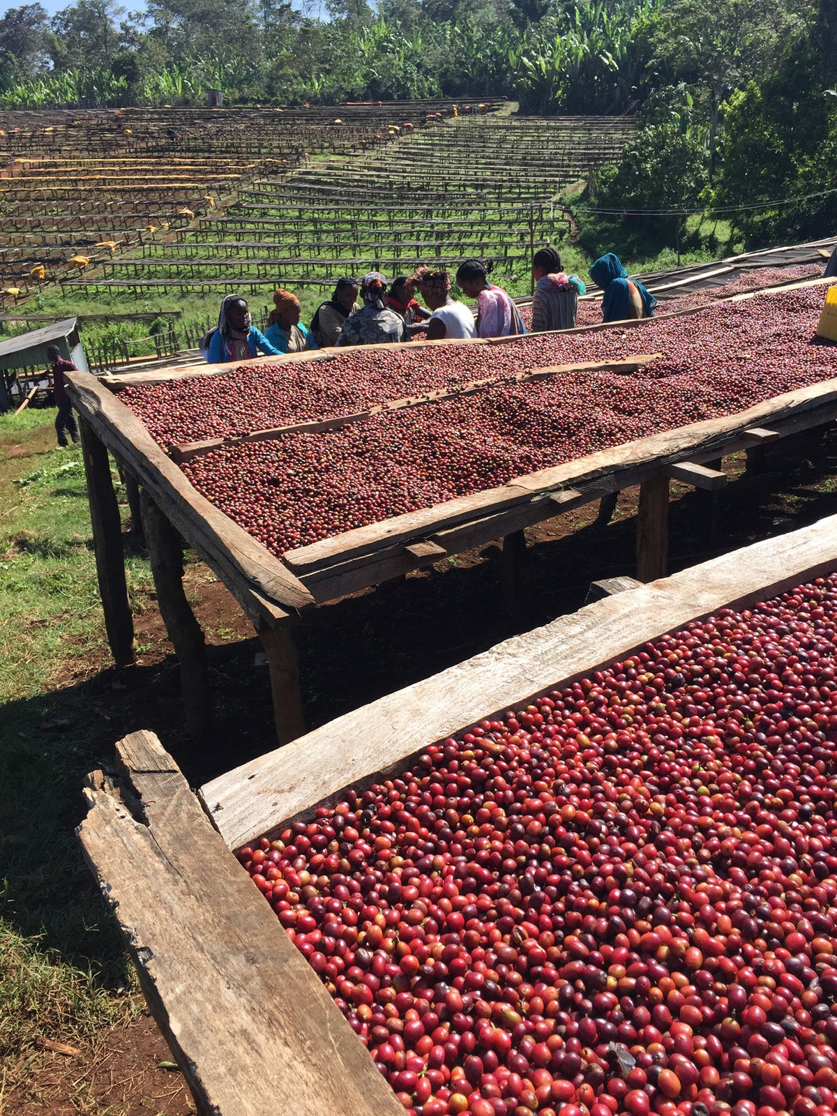 Rows of coffee cherries drying on raised wooden platforms