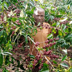 Farmer harvesting coffee cherries among green leaves on a coffee farm