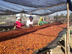 Coffee cherries drying on long netted beds under a shade canopy
