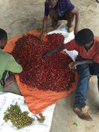 Workers spreading red coffee cherries on an orange tarp