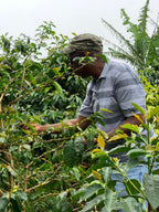 Jamaica Blue Mountain coffee plantation, worker picking coffee leaves among shrubs