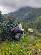Jamaica Blue Mountain coffee plantation, workers tending coffee plants on a hillside