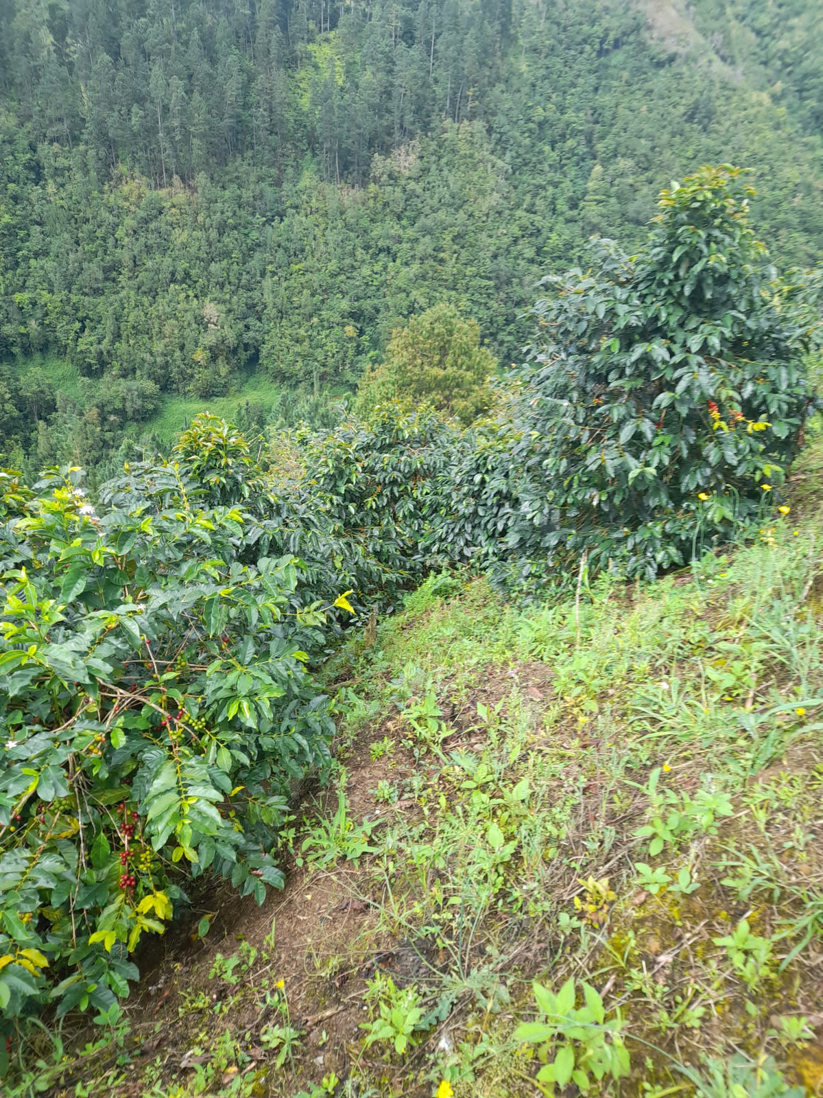 Jamaica Blue Mountain coffee plantation landscape, dense green trees on a hillside