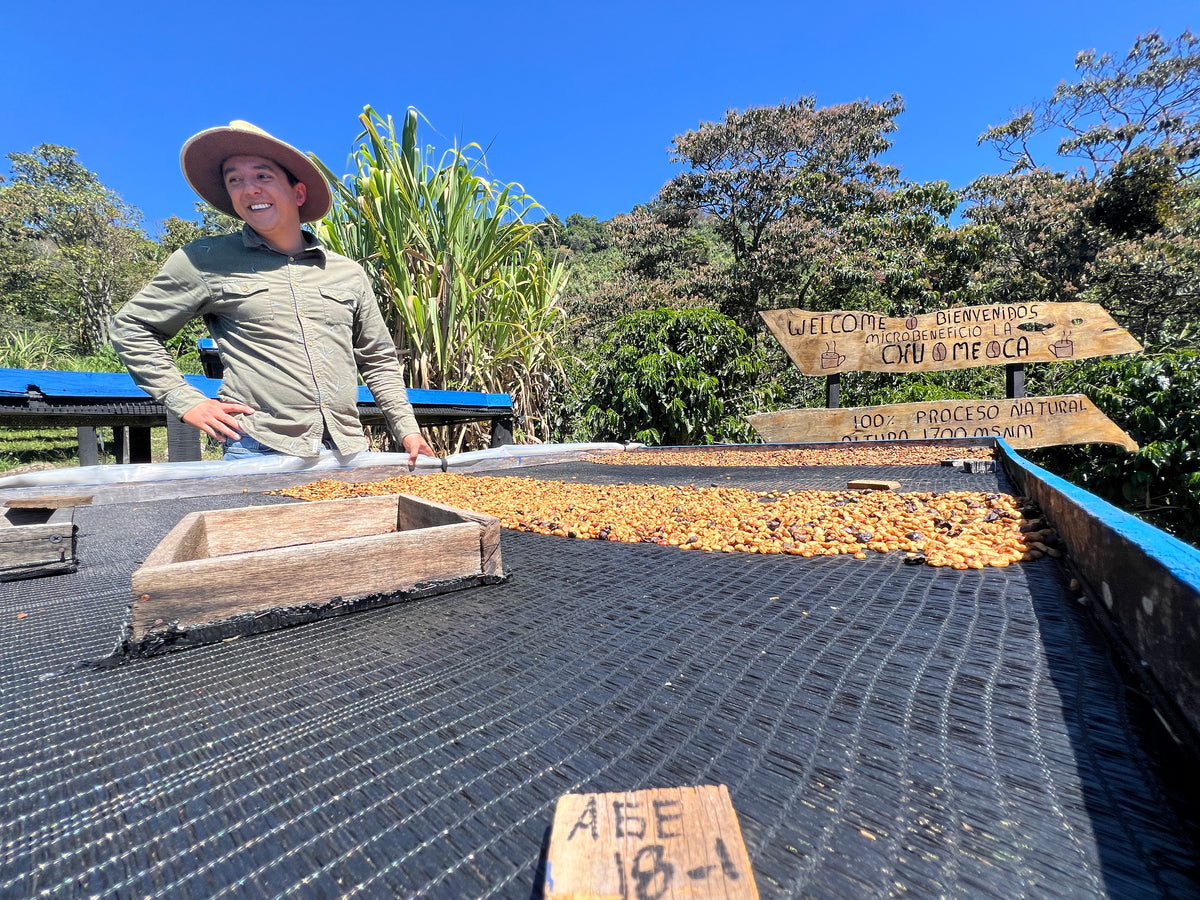 La Chumeca coffee roasting area, worker standing beside trays of roasted beans
