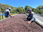La Chumeca coffee drying racks, workers spread coffee beans to dry
