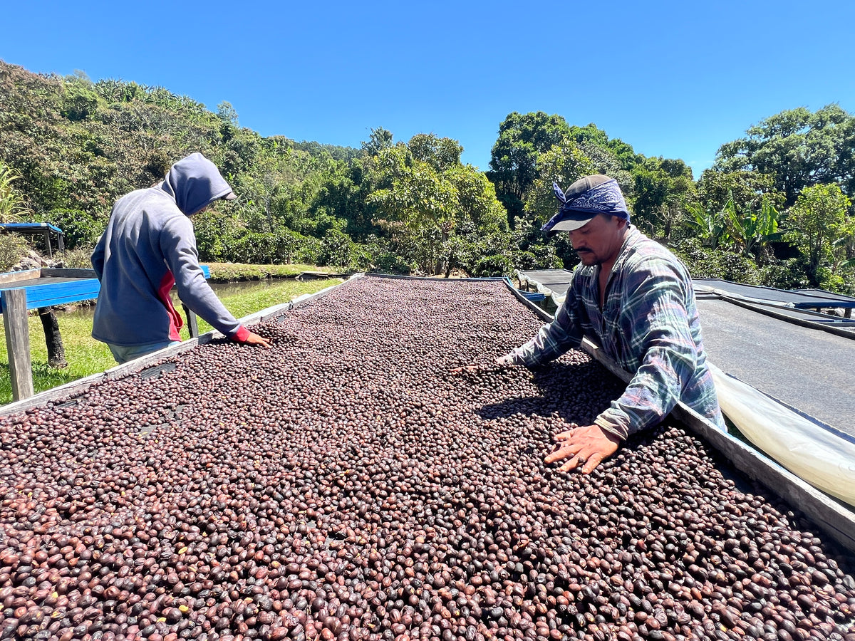 La Chumeca coffee drying racks, workers spread coffee beans to dry