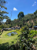 La Chumeca coffee farm garden scene with pond, trees, and lush green plants