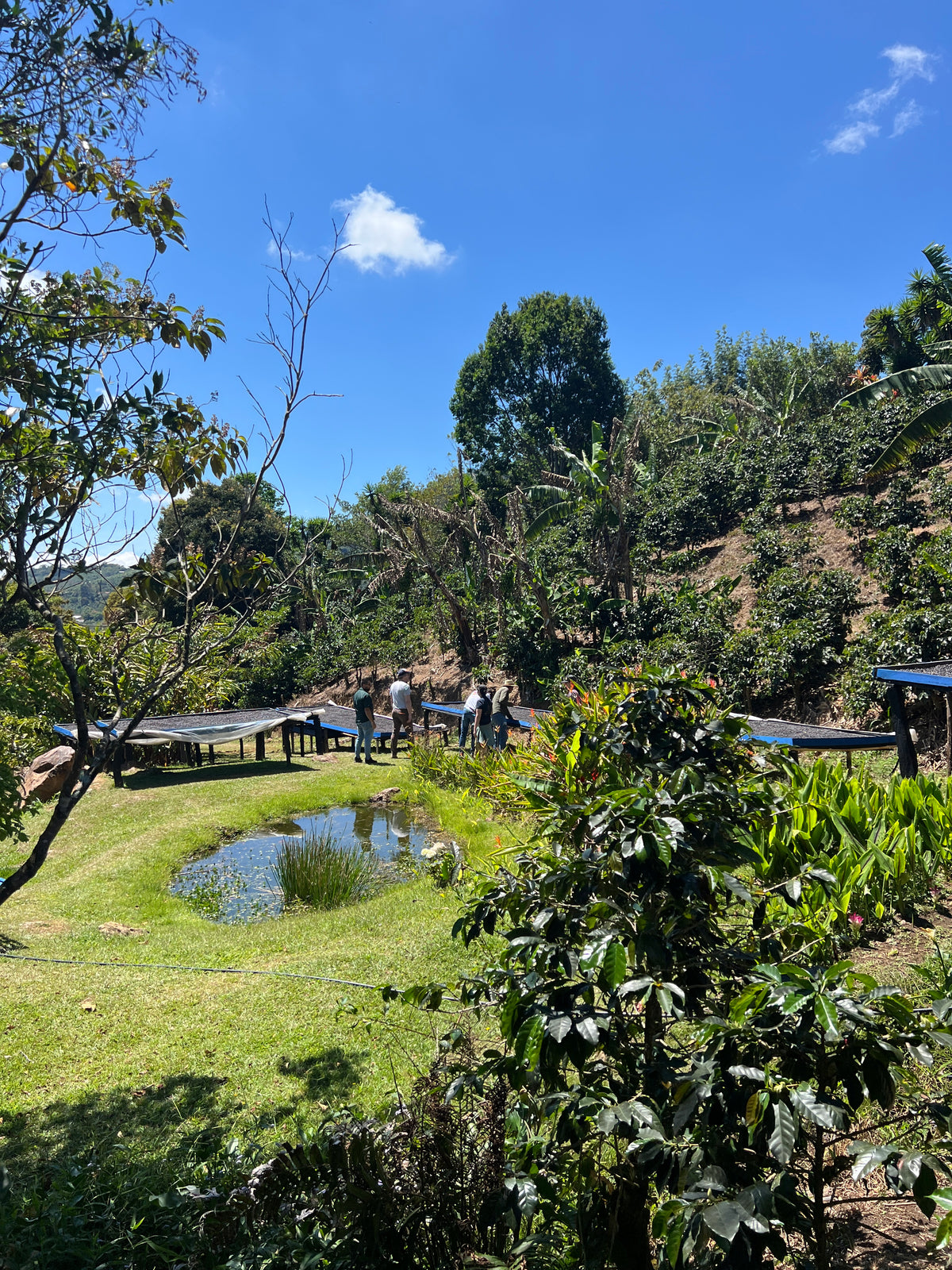 La Chumeca coffee farm garden scene with pond, trees, and lush green plants