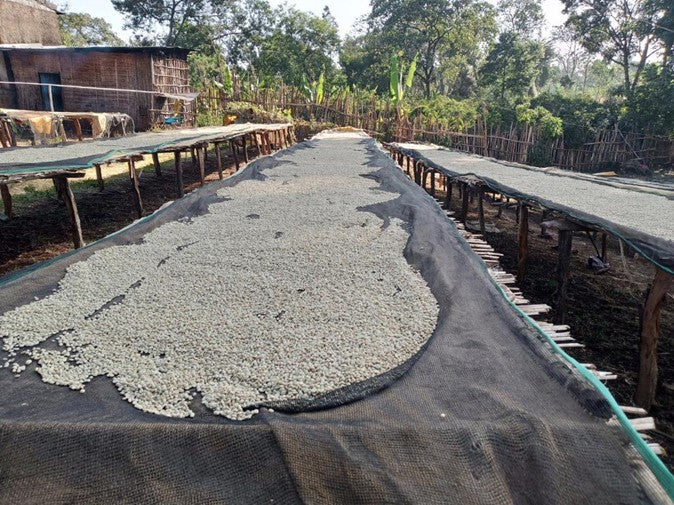 Large mound of dried coffee beans on a covered drying rack